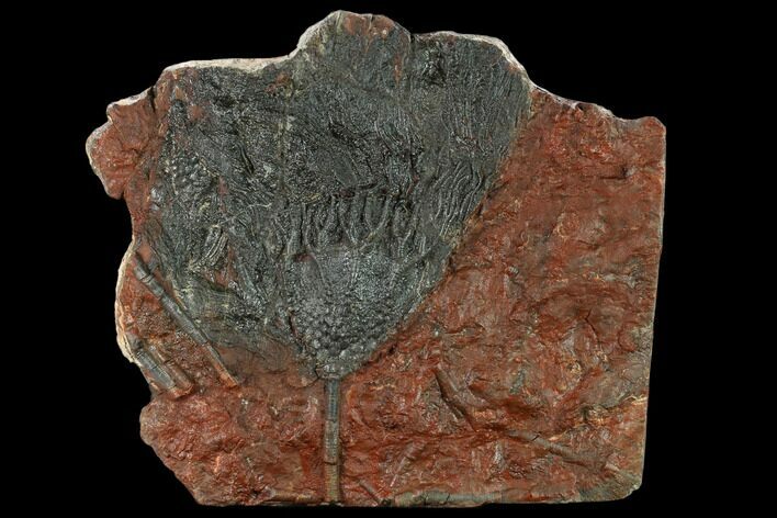 Silurian Fossil Crinoid (Scyphocrinites) Plate - Morocco #134244
